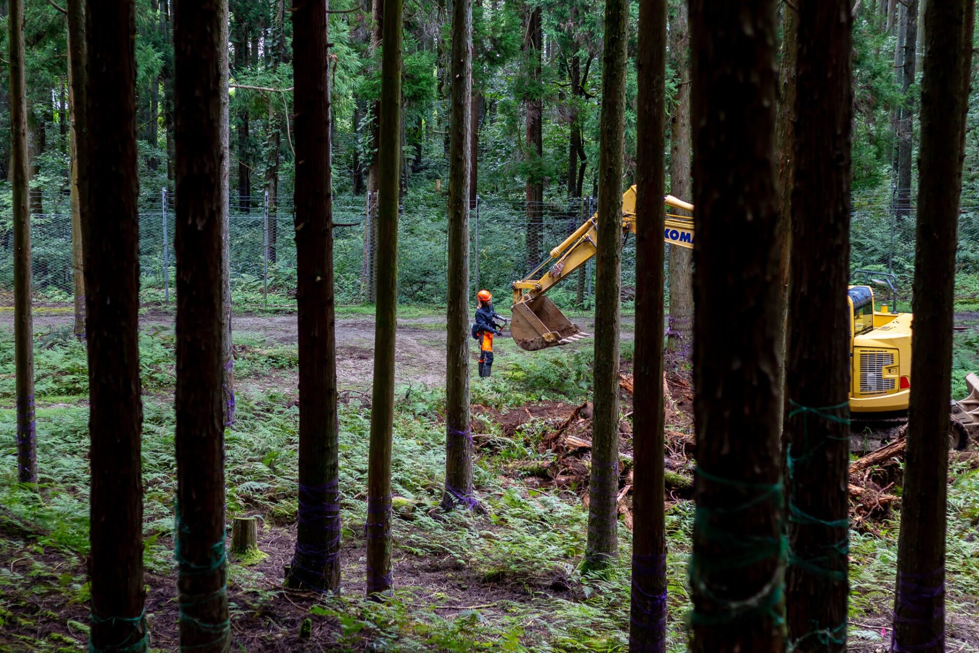 高島市森林組合　滋賀県高島市の自然派カメラマン　サニーワークス