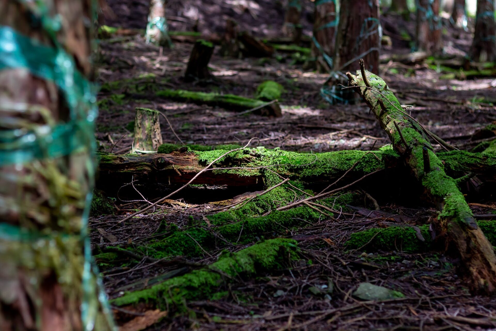 高島市森林組合　滋賀県高島市の自然派カメラマン　サニーワークス